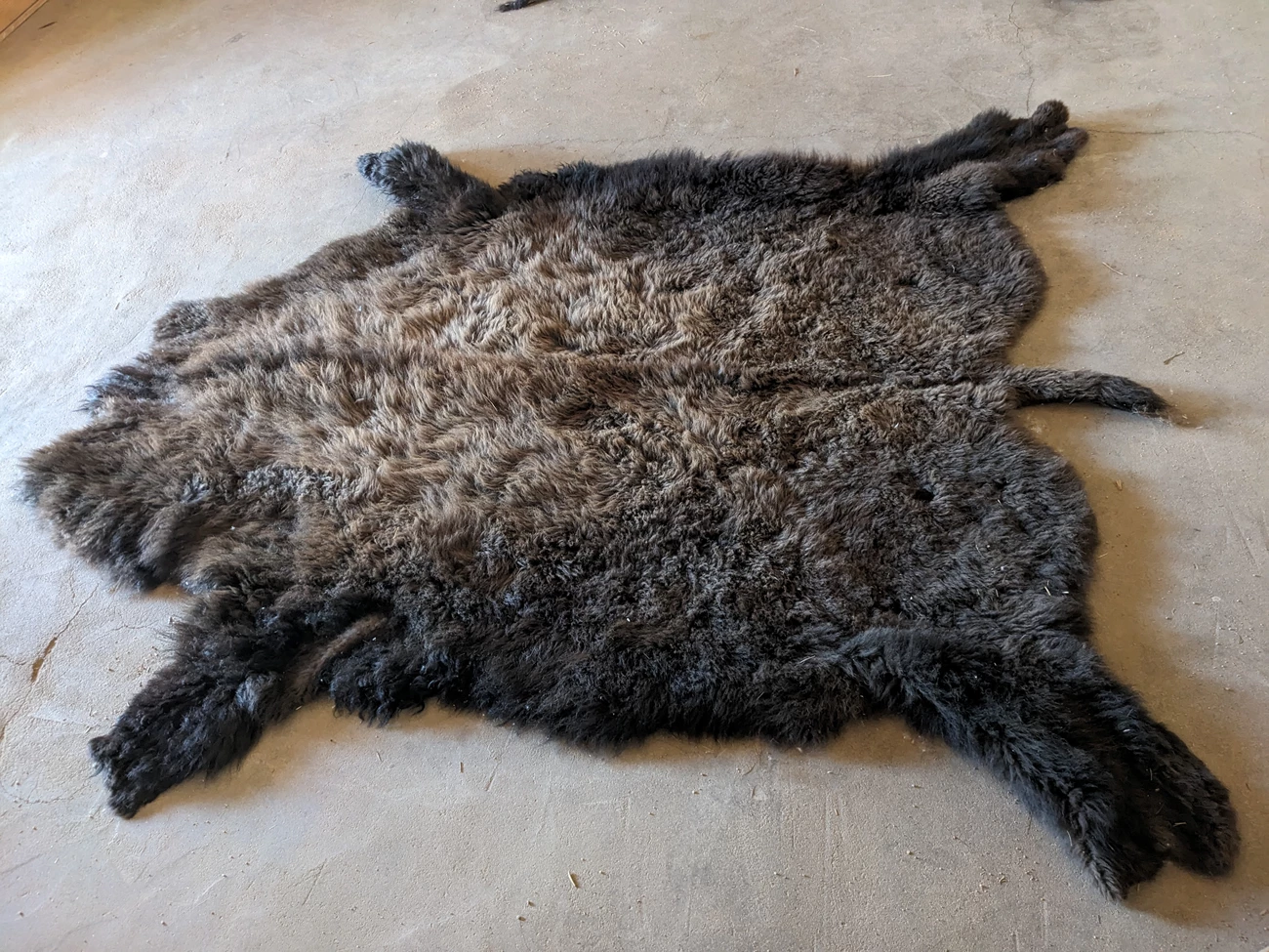 Buffalo robe stretched out flat on floor A buffalo robe is stretched out on the floor