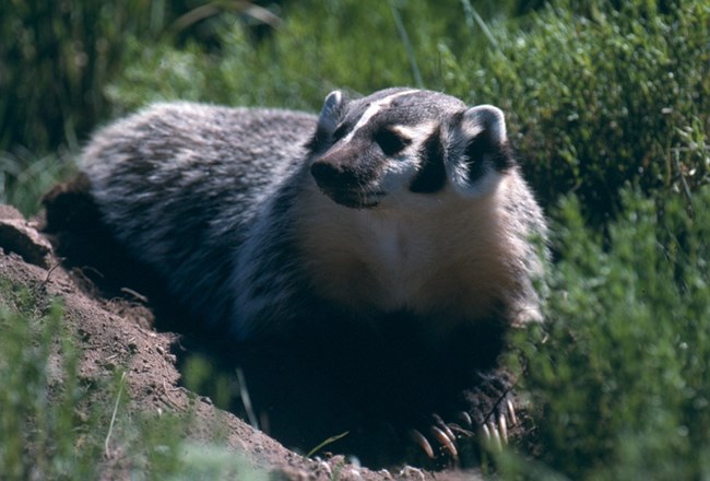 Badger