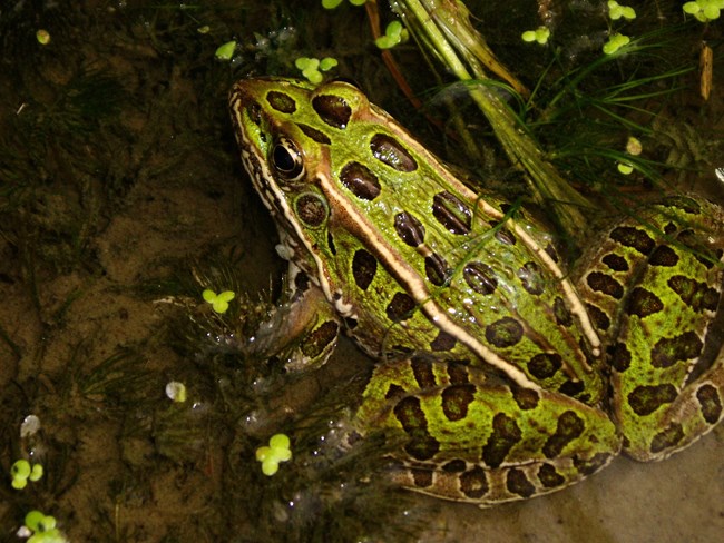 Leopard Frog