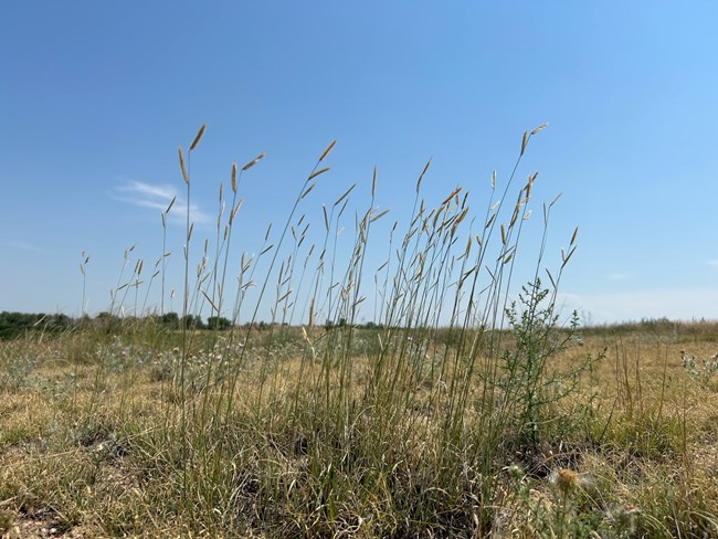Close up of tall shoots of blue grama grass against a blue sky