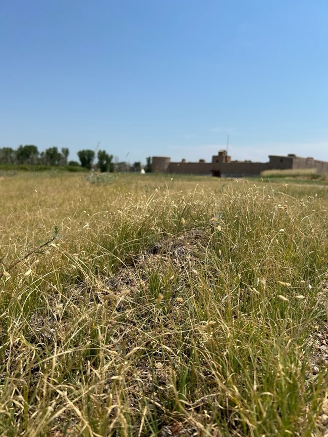 Buffalo grass grows in large patches surrounding Bent's Fort