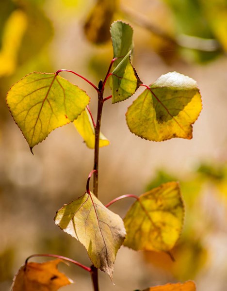 cottonwood seedling