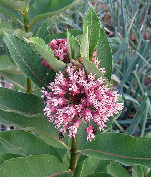 Large round bloom of bright pink flowers