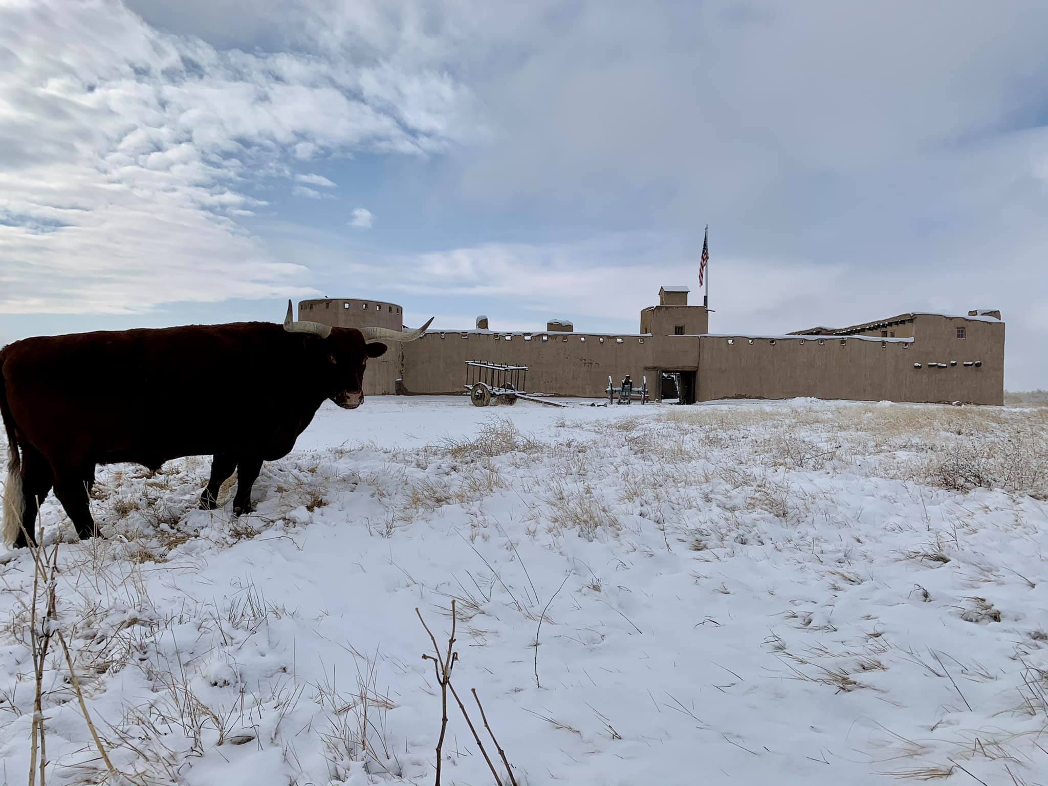 Oxen and fort with snow Oxen and fort with snow