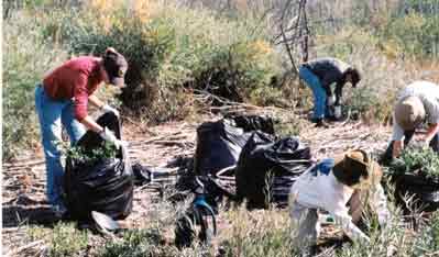 Crew bagging exotic plants