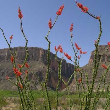 scenery near castolon