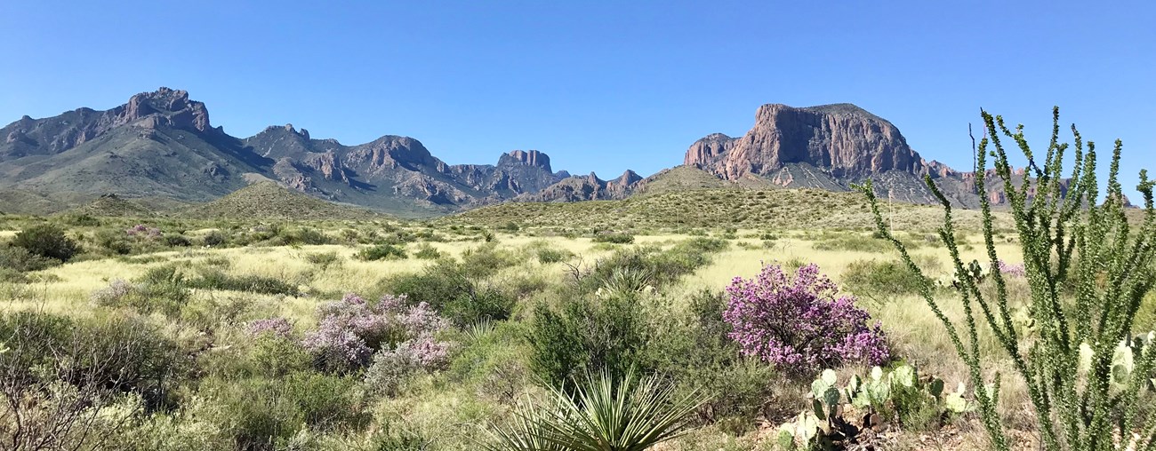 High mountains rise up behind a grassland scene.