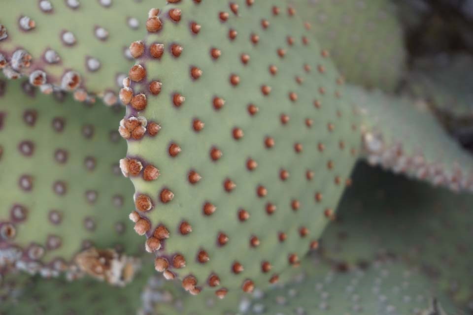 A cactus pad is covered with an array of brown conical growths.