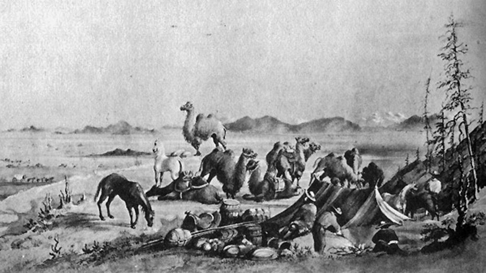 A black and white photos shows a group of 7 camels and 3 horses resting in a field with men standing next to their unpacked loads.