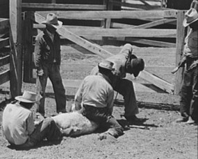 Cattle branding in West Texas, 1939