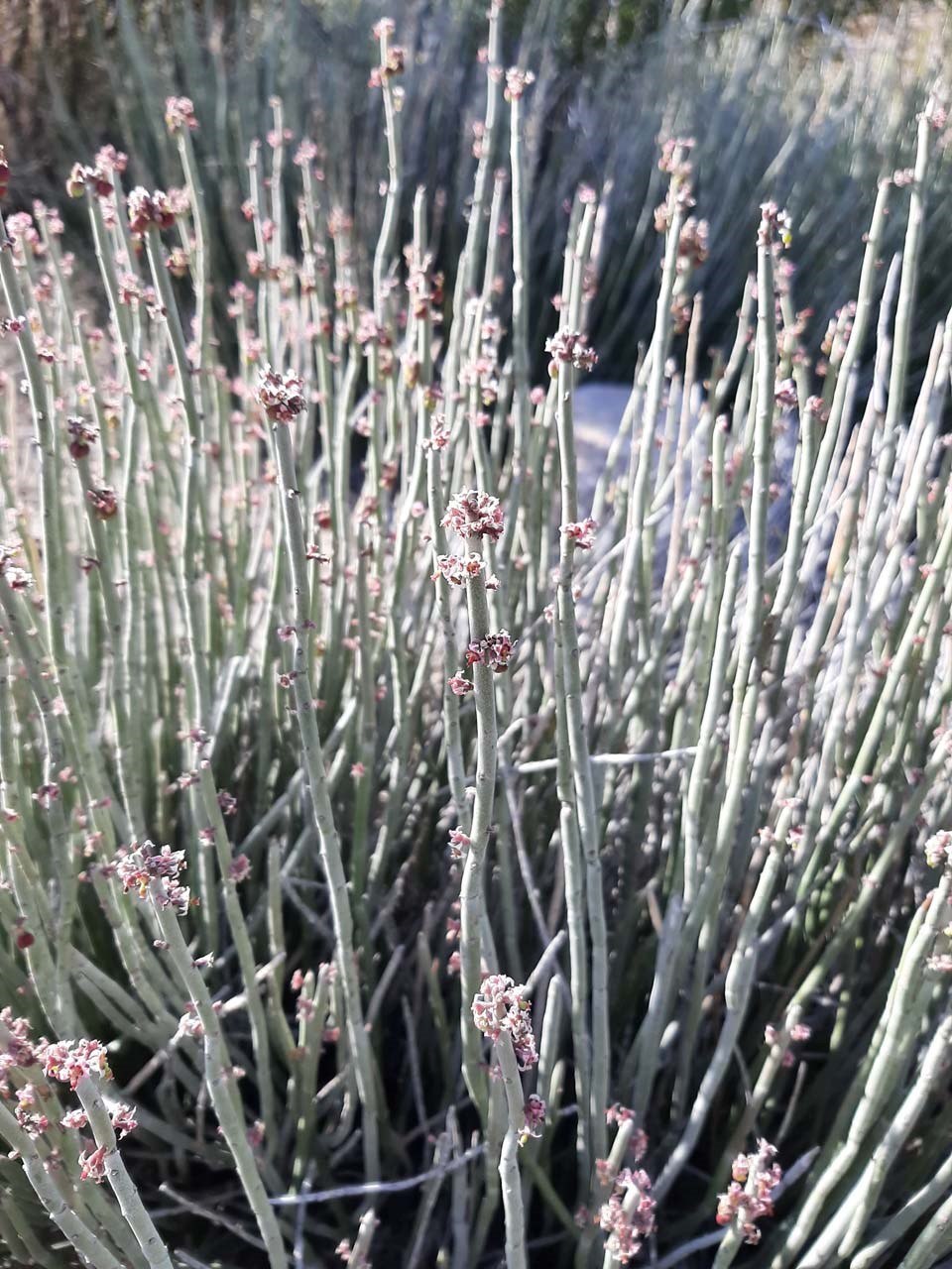 A leafless plant has straight green stems and small white flowers.