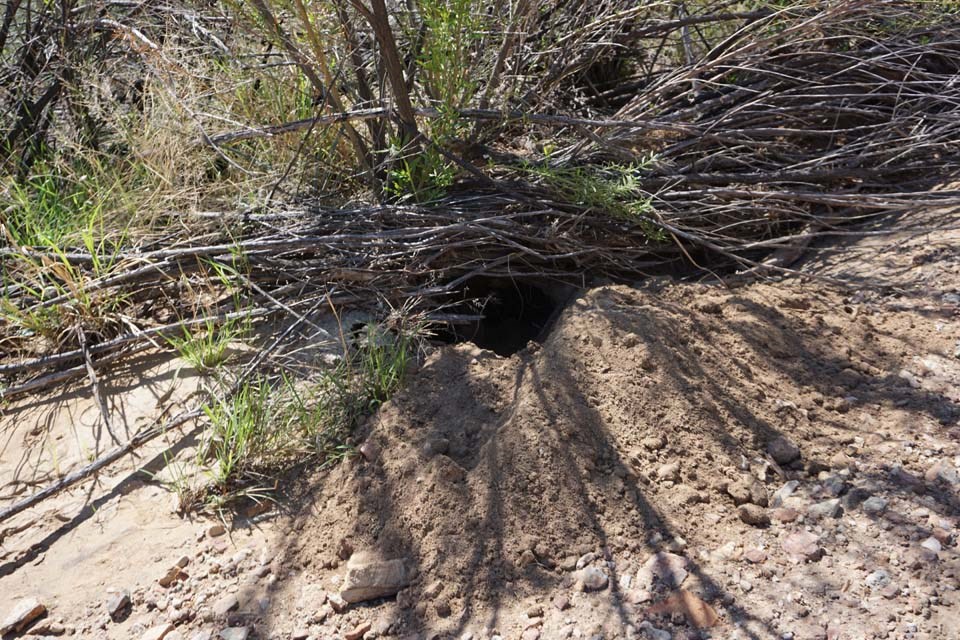 An animal dug a fresh hole in sandy soil near a plant.