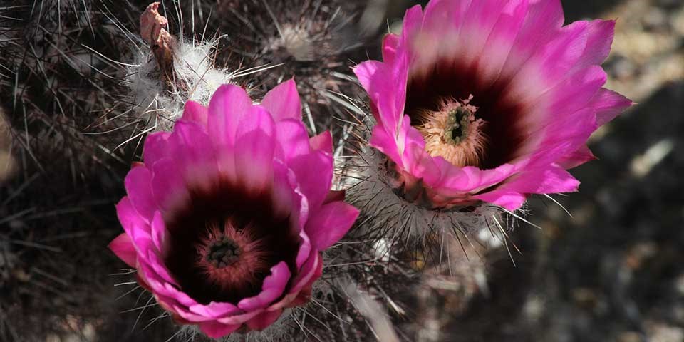 Chisos Hedgehog Cactus Pink-purple cup shaped flowers bloom from a low growing cactus.