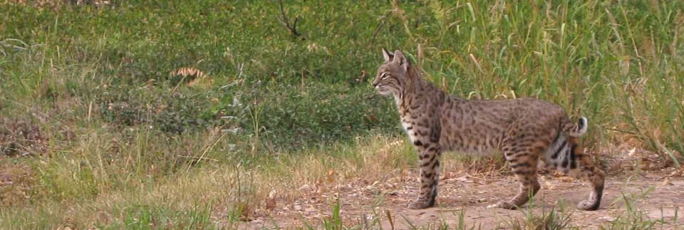bobcats are regularly seen at Rio Grande Village bobcats are regularly seen at Rio Grande Village