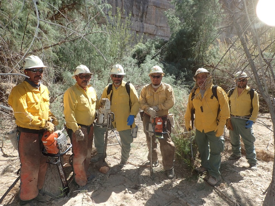diablos cutting tamarisk