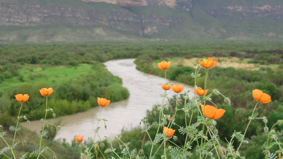 Orange caltrop flowers in foreground with Rio Grande and limestone cliffs in background.