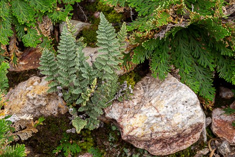 A small, fuzzy, grey fern surrounded by resurrection plants.