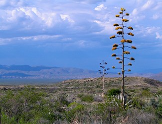 Havard Agave