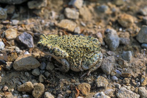 A small green frog with yellow and black bumps on its back rests among small rocks.