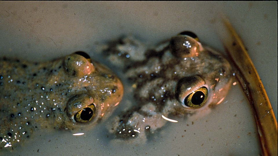 Two toads like in a pool of water