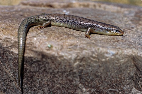 A large long brown lizard with a shiny appearance