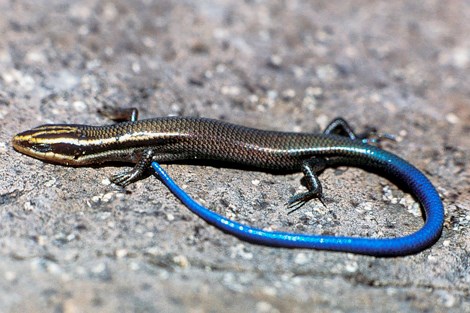 a long narrow lizard with a bright blue tail