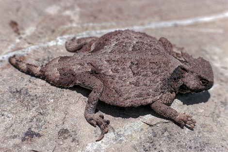 A small wide lizard with 4 horns around its head sits on a rock