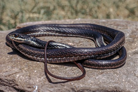 A long thin snake with dark coloration and white color underneath the head.