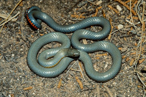 A small snake with gray-colored scales on top and red-colored scales underneath near the tail.