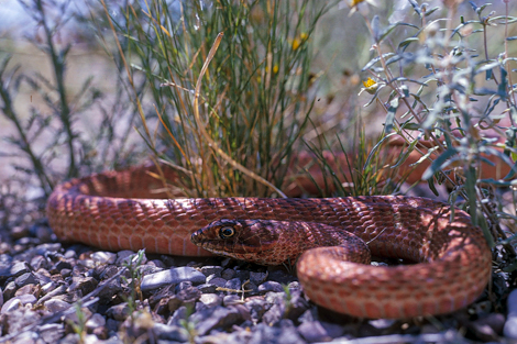 Snakes Landing Page Big Bend National Park U S National Park Service Snakes Landing Page Big Bend National Park U S National Park Service