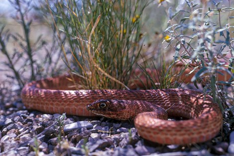 A pink snake winds in between grasses