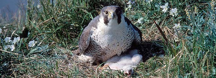 Peregrine Falcon