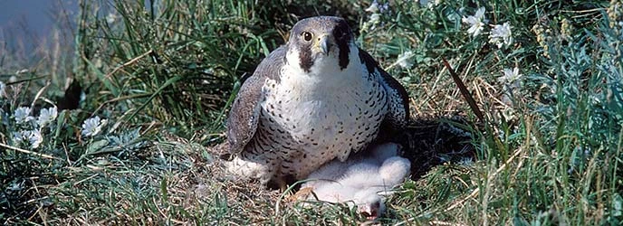 Peregrine Falcon