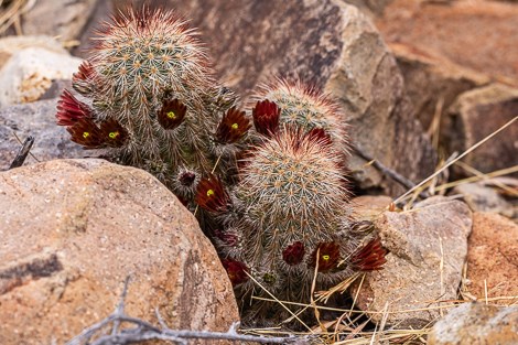 A low-growing, cylindrical cactus with rust-brown flowers grows among rocks.