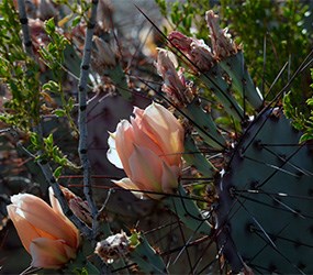 Big Bend Purplish Prickly Pear