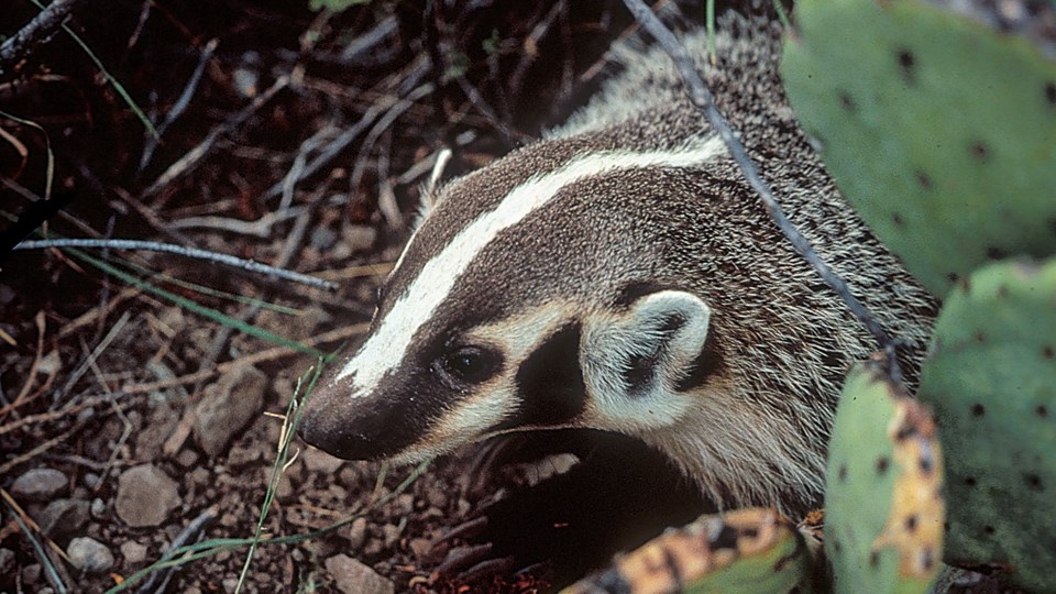 Badger pokes head out from under cactus patch.