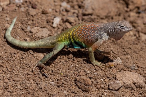 A colorful lizard with spots on its back and several stripes across its midsection is doing a lizard pushup