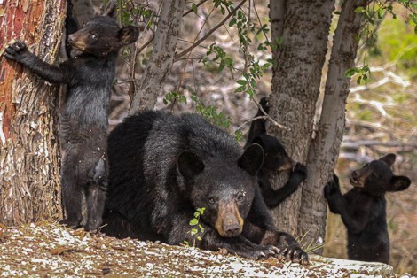 A mother bear with three small cubs hangs out underneath trees.