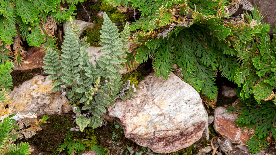 A small fern, surrounded by green resurrection plants, grows among the rocks.