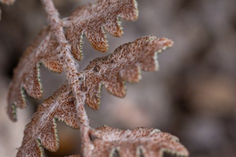 Short hairs protect the underside of a fern leaf from drying.