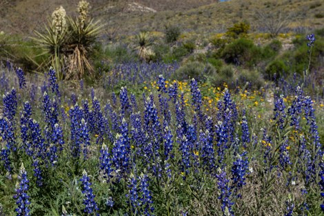 Thick stand of bright blue Big Bend bluebonnets.