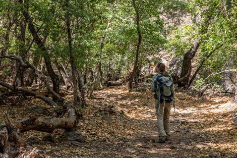 A hiker looks at plants along the Boot Canyon Trail.