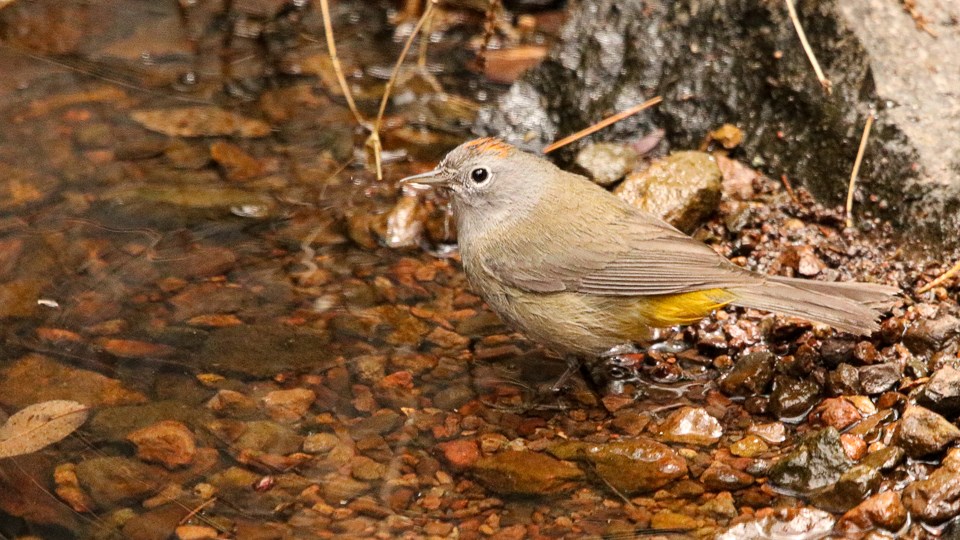 Colima Warbler in pool of water.