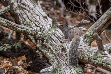 A rock squirrel is laying along a tree log.