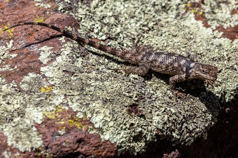 A long brown lizard with a black band around the neck and black and white tail bands
