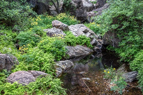 Columbine, ferns and other greenery line the sides of a small pool.