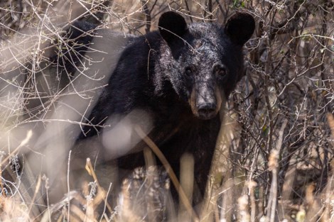 A black bear walks through the brush