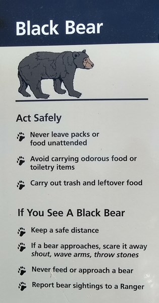 What to do if you see a bear: How to stay safe