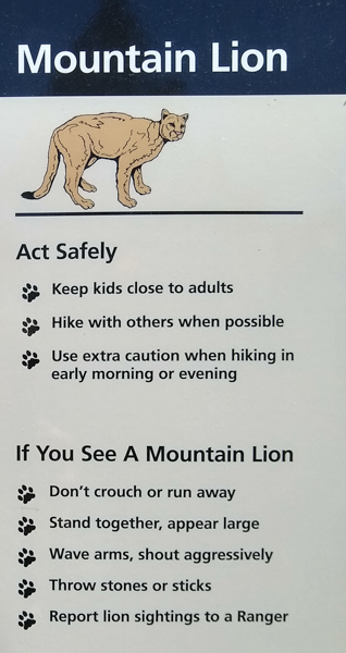 what to do if you see a puma