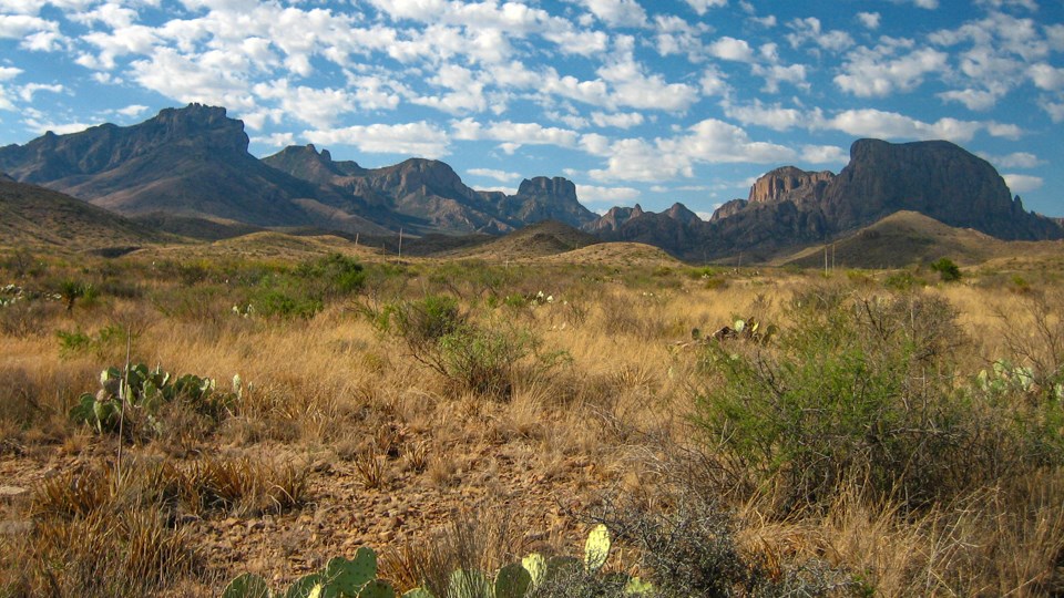 The Chisos Mountains rise up behind a high desert grassland scene.